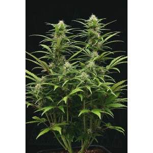 Terp & Tonic Auto. Photo 3